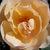 Żółty  - Angielska róża - Ausjo